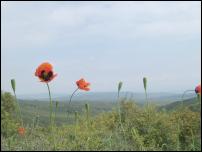 Poppies mark the spot atop Chunuk Bair where Kiwi
soldiers got the one and only glimpse of the Narrows - Click
for photo essay.