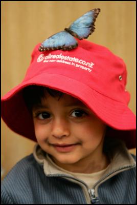 Twenty-three-month-old Ashwin Singh’s bright red hat
proved irresistible to a Morpho Peleides butterfly during a
recent visit by children from Barnardos ’ Kid Start scheme
in Manurewa to Auckland’s Butterfly
Creek.