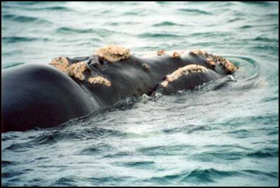 Southern Right
Whale. Image: Nicola Valllance