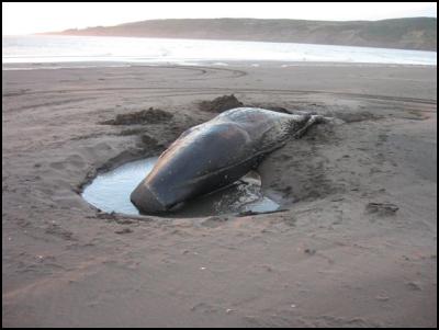 Juvenile (7.2m)
female sperm whale washed up at Port Waikato, with some
visible injuries inflicted from an interaction with fishing
gear