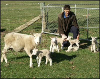 Brian Quinn of
Alexandra with Supermum and her six lambs. The 5-y-o Kelso
composite ewe has produced 19 lambs in five seasons. (Des
Williams photo)
