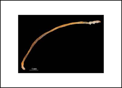 Fred the Thread -
the world's skinniest caterpillar? Photo: Birgit E. Rhode,
Landcare Research