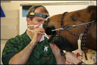 Dr Ian Dacre
performs what is thought to be the first equine endodontic
filling, or root canal, in New Zealand