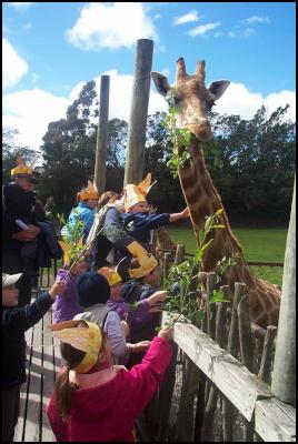 Feeding breakfast
to the giraffes