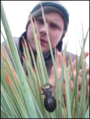 DOC biodiversity
ranger Brent Tandy and speargrass weevil. Andrew
Morrison/DOC