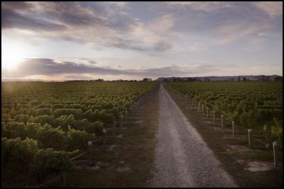 Giesen vineyard,
Wairau Valley