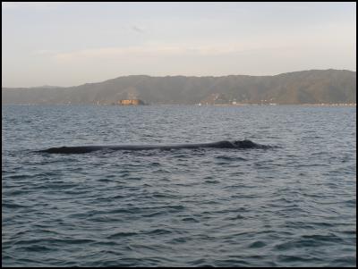 Southern right
whale, In front of Makaro/Ward Island Photo: Andrew
Morrison/DOC. 