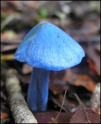 The iconic bright
blue mushroom or werewere-kokako (Entoloma hochstetteri) is
a common mushroom throughout New Zealand, and was found
during a Fungal Foray. Photo: Bronwyn Dee