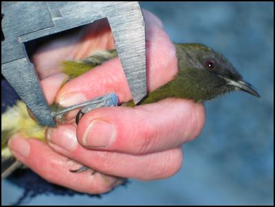 measuring a
bellbird © Karori Sanctuary 