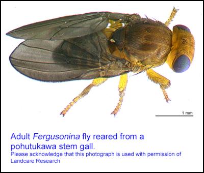 Fergusonina adult
fly. Image Landcare research