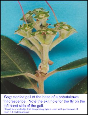 Fergusonina
gall-flower shoot. Image landcare research