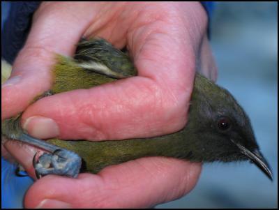a bellbird in the
hand © Karori Sanctuary 