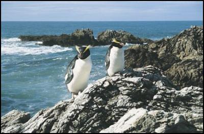 Fiordland Crested
Penguins