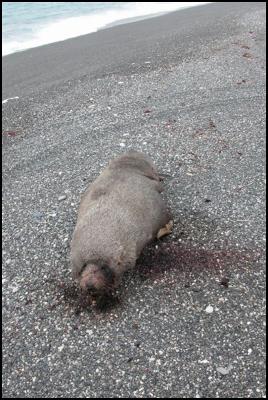 Dead Seal on Ward
Beach
