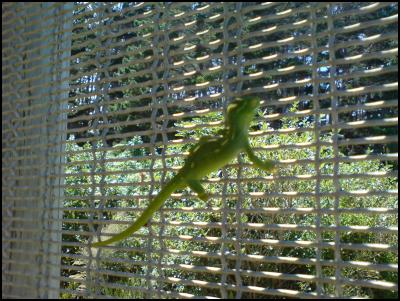 Green gecko on
Sanctuary fence by Daniel Coe