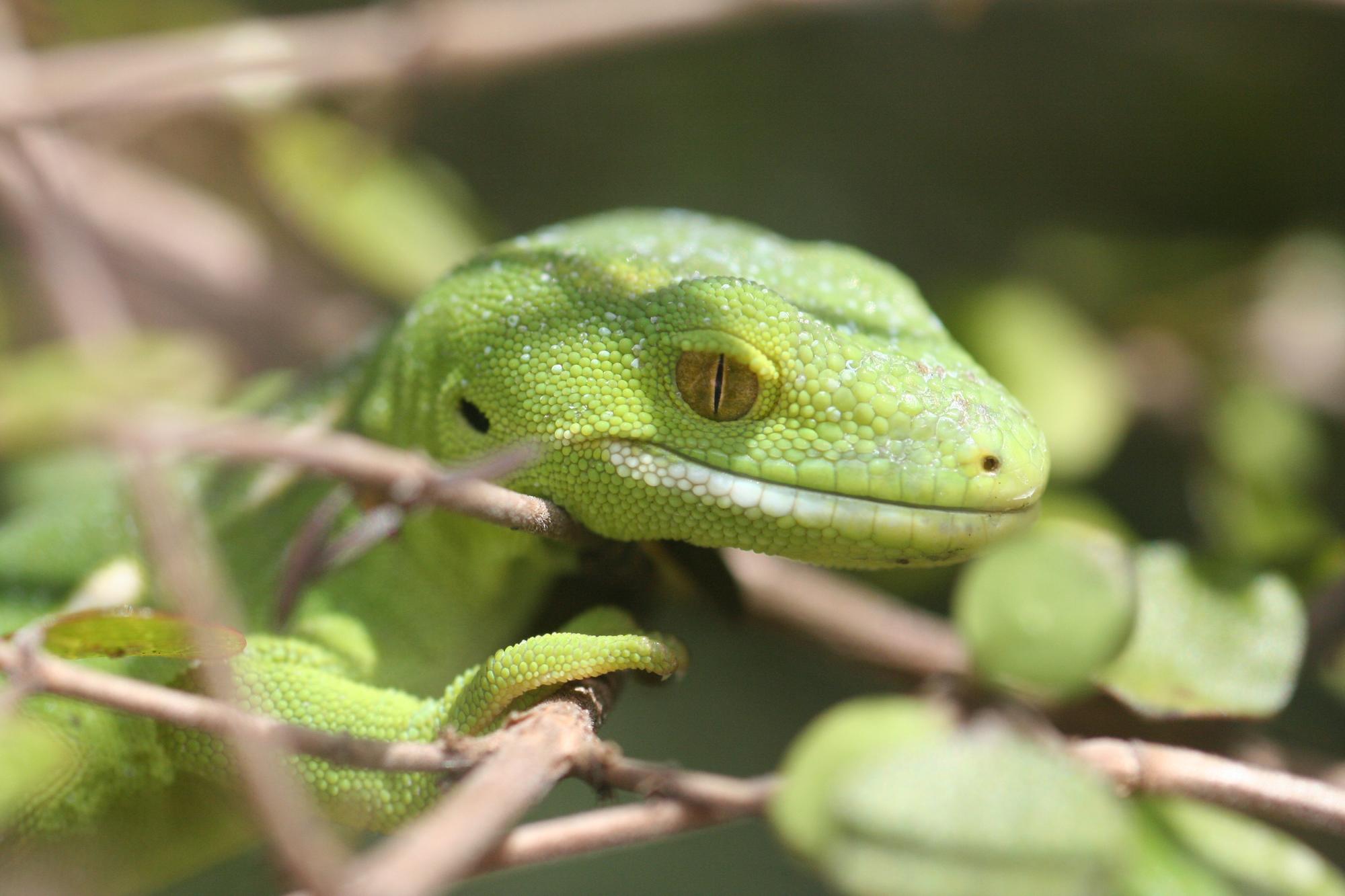 a green gecko