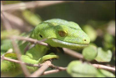 Wellington Green
Gecko by Tom Lynch_sm