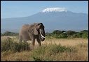 Amboselli
National Park, Kenya