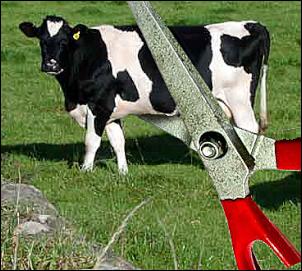 cow
cuts