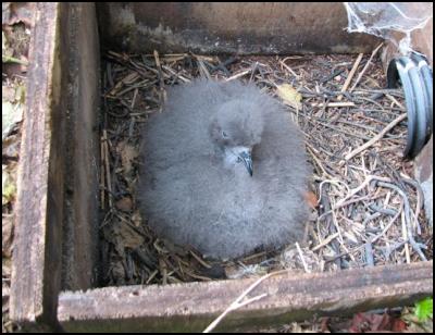 Adult Chatham
petrel chick in artificial burrow
