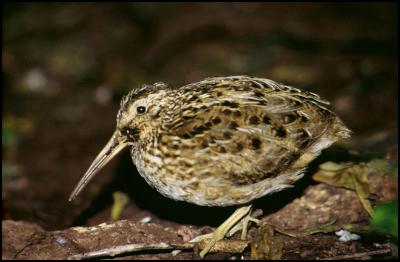 Chatham Island
snipe, South East Island, Chatham Islands, 2004. Copyright:
Department of Conservation. Photographer: Don Merton.
