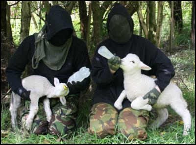 Activists Liberate
Lambs
