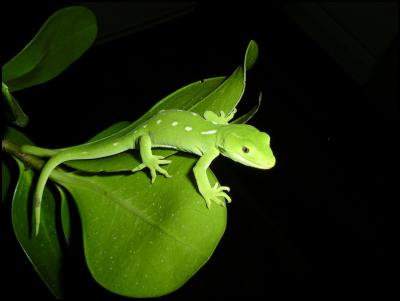 Wellington green
gecko, DOC