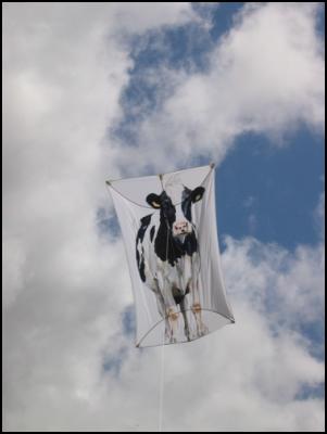 cow
kite