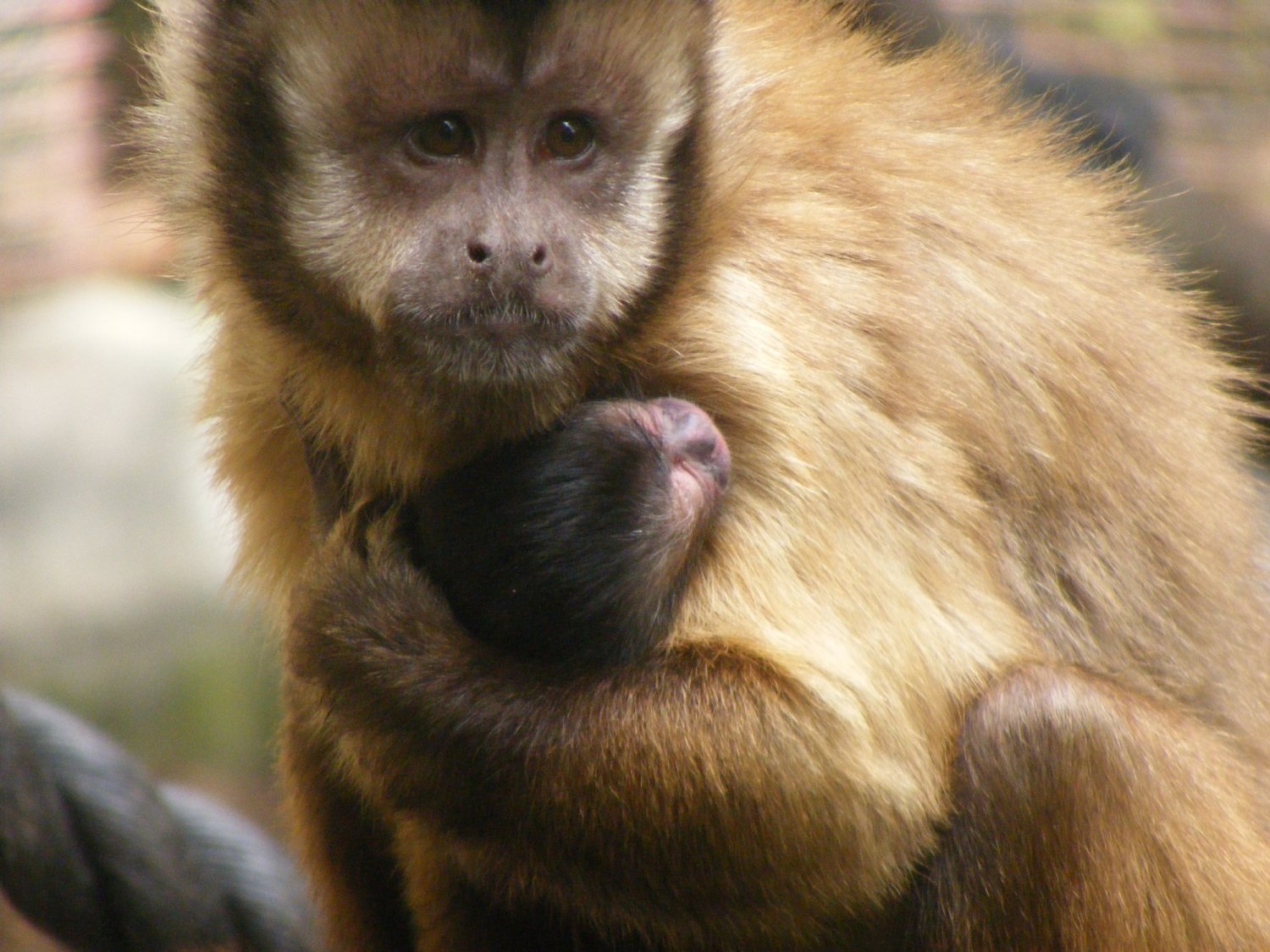 Baby Capuchin Monkey: aww