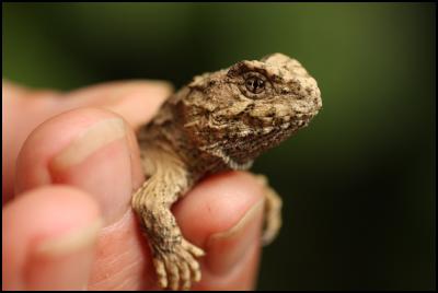The first recorded
tuatara to hatch in the wild on mainland New Zealand in at
least 200 years. Photo by Tom Lynch, Karori Sanctuary
Trust.