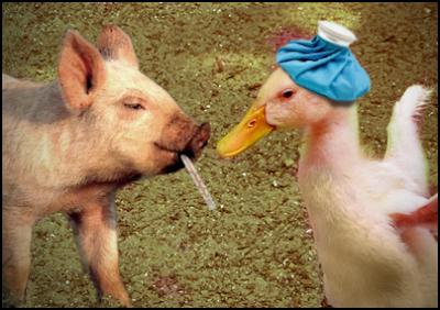 swine flu meets bird flu - scoop image lyndon hood