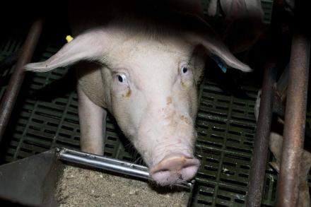 see footage of distressed pigs filmed at an intensive pig farm in Levin.