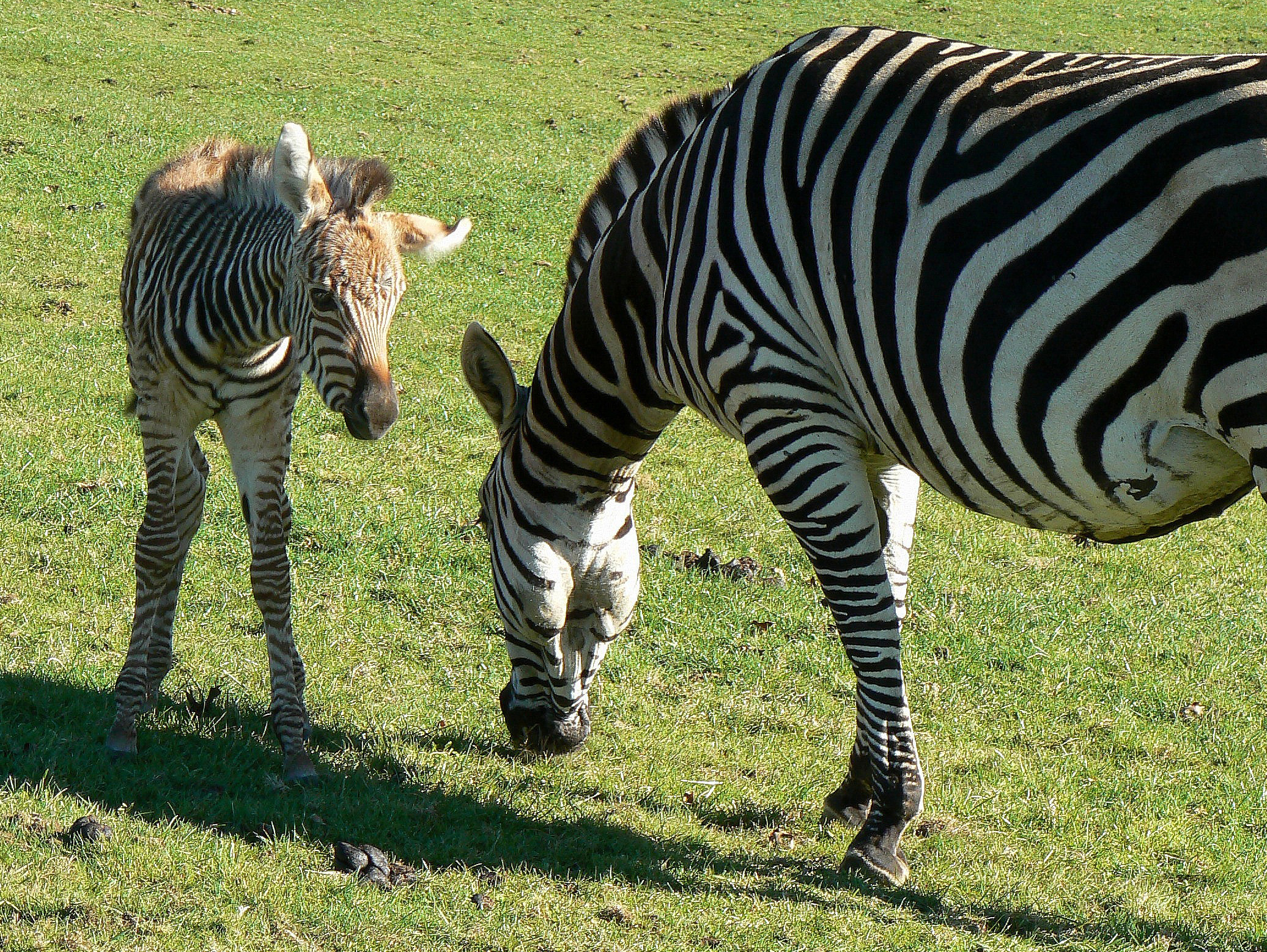Zebra foal born at Hamilton