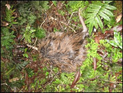 Fern as he was
found by members of the Rimutaka Forest Park Trust Credit:
Rimutaka Forest Park Trust 