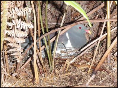 A Chatham Islands
parea on its nest on the ground under bracken, found during
a recent survey in the southern Chatham Island forest. 
(photo: Peter Dilks)