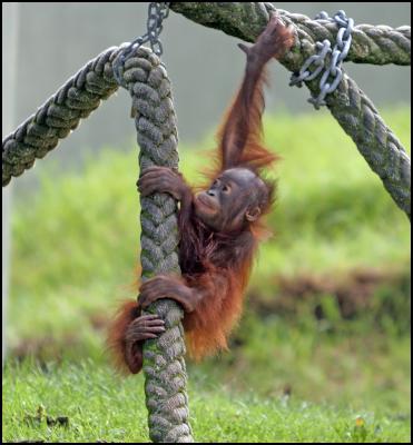 Madju – baby Bornean orangutan