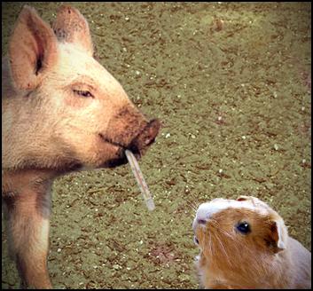 swine flu vaccine
guinea pigs