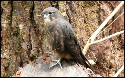 Fledgling NZ Falcon. Photo by Tom Lynch, ZEALANDIA/Karori Sanctuary Trust.