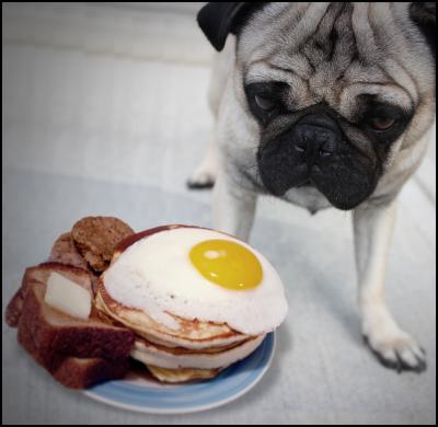 dogs breakfast