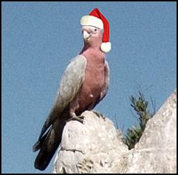 comedy Christmas
gala bird in hat