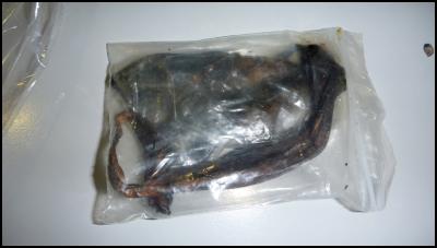 suspected to be a tiger pizzle (penis) and a tiger gallbladder intercepted at Auckland airport