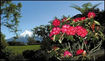 Powerco to sponsor
Taranaki Rhododendron & Garden
Festival