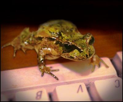 frog, keyboard,
typing