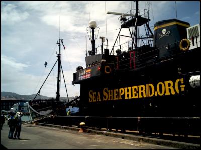 Sea Shepherd boat
the Steve Irwin docked at Wellington's Queen's Wharf