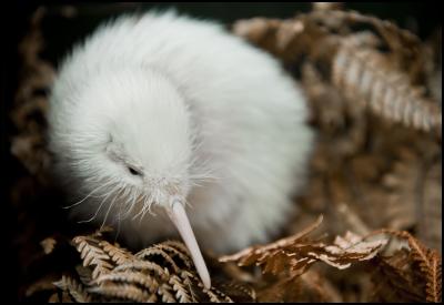 Manukura, the white
kiwi chick hatched on 1 May at Pukaha Mount
Bruce