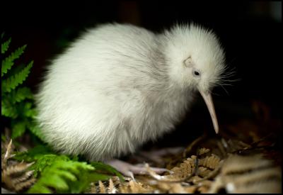 Manukura, the white
kiwi chick hatched on 1 May at Pukaha Mount
Bruce