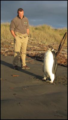 DOC ranger Clint
Purches with emperor penguin, Peka Peka Beach.