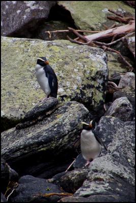 Fiordland Crested
Penguin (Tawaki) spotted in Penguin Cove. Photo credit:
Katja Preiss