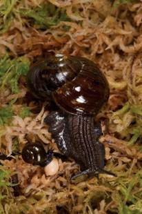<I>Powelliphanta
augusta</I> snails. Photo: Rod Morris