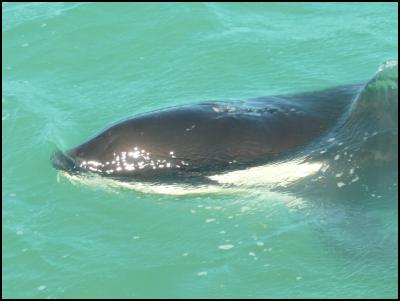 Orca make rare
visit to Lyttelton Harbour